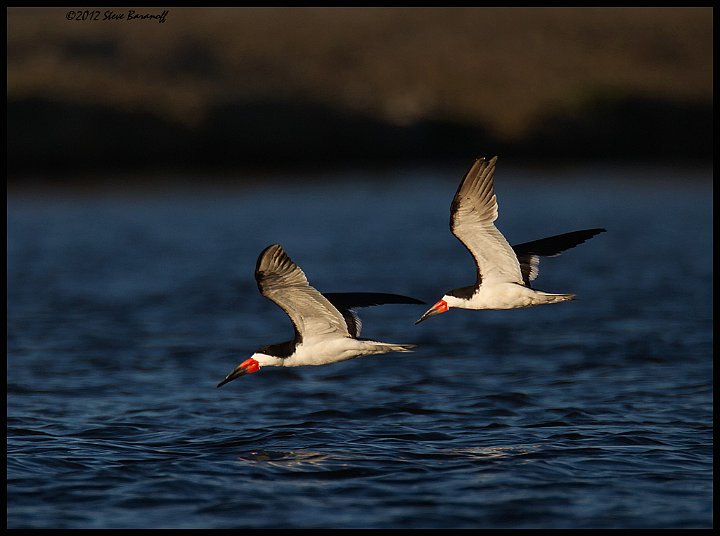 _2SB6093 black skimmers.jpg - Black Skimmer